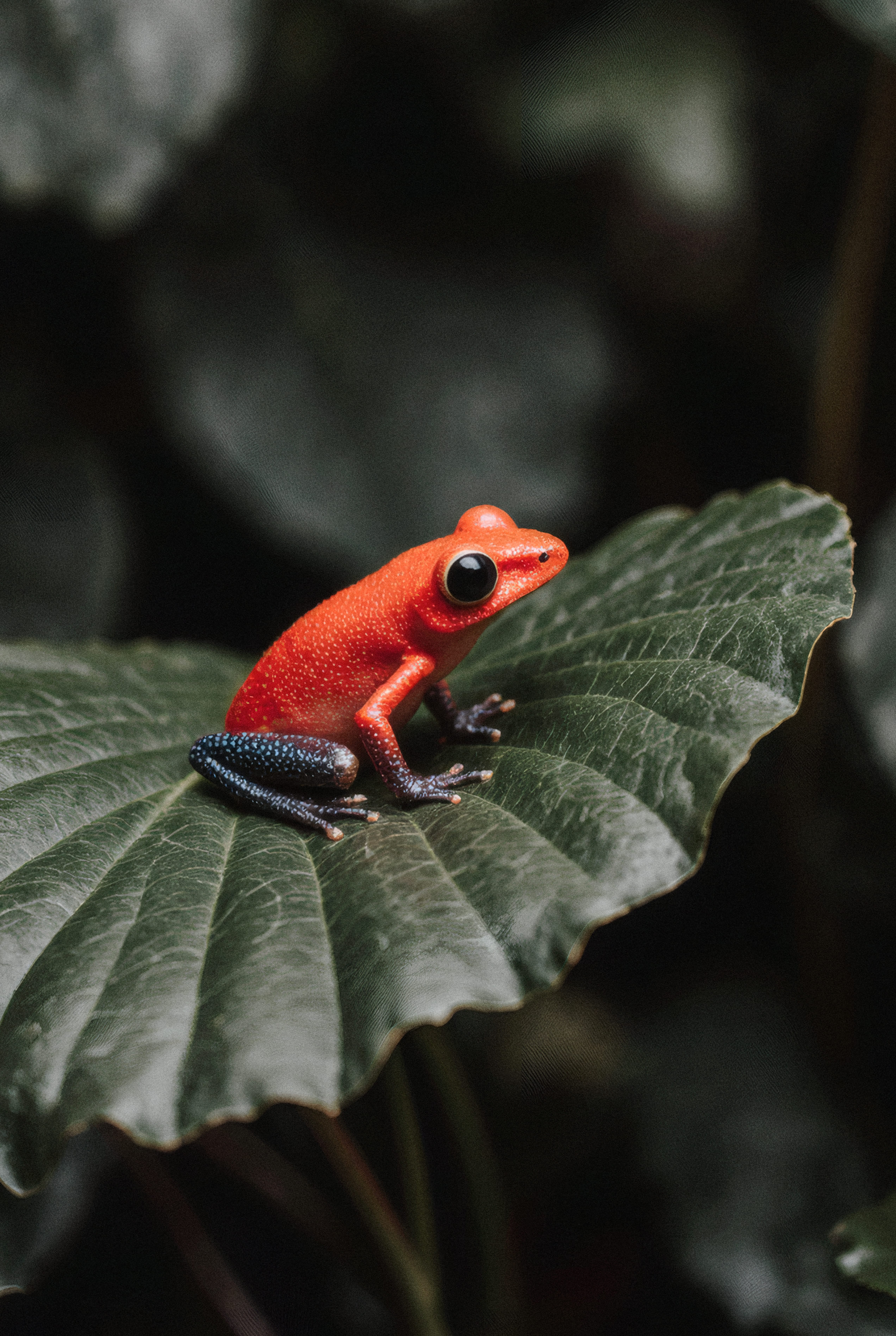  Parque Nacional Tortuguero 