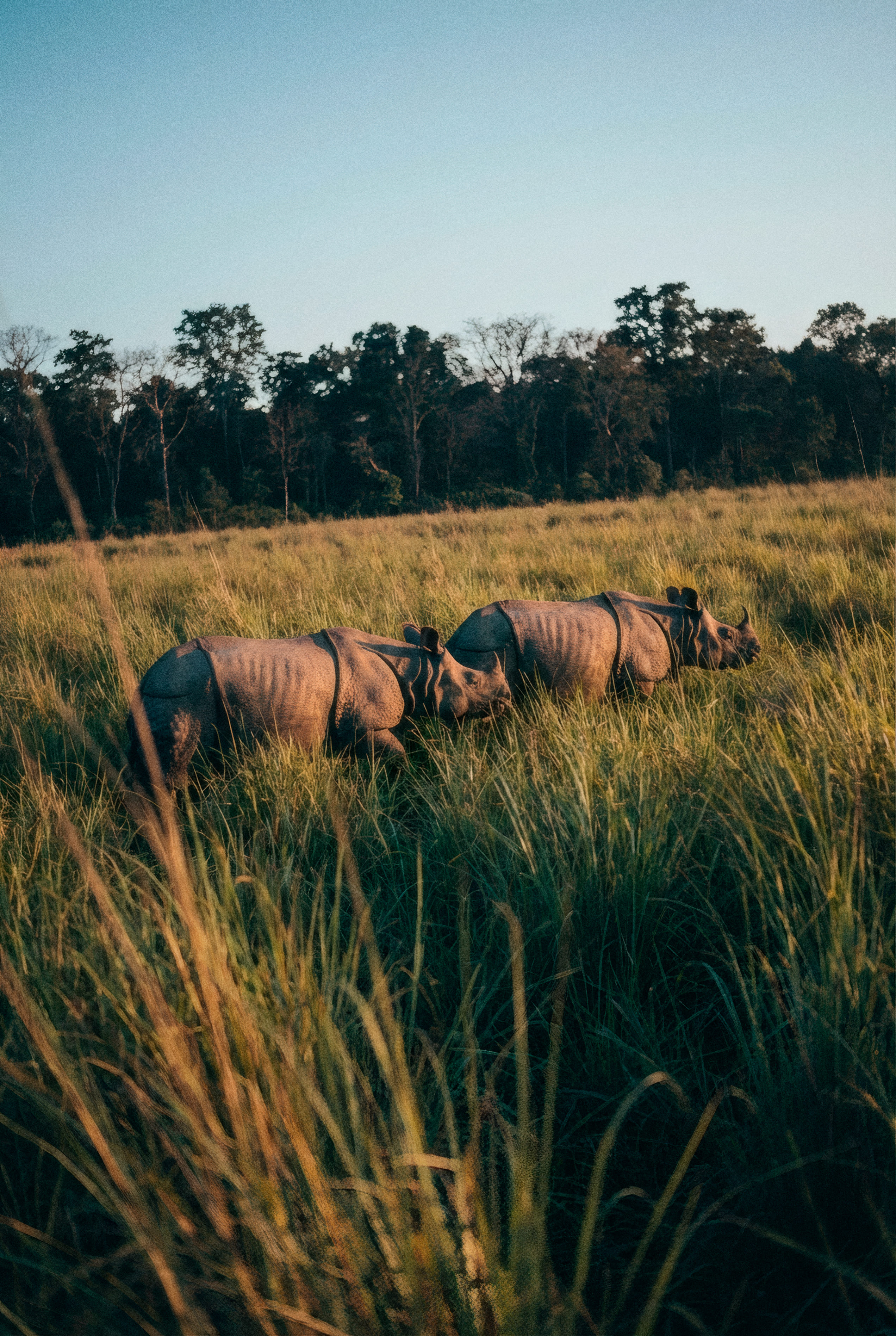 Chitwan