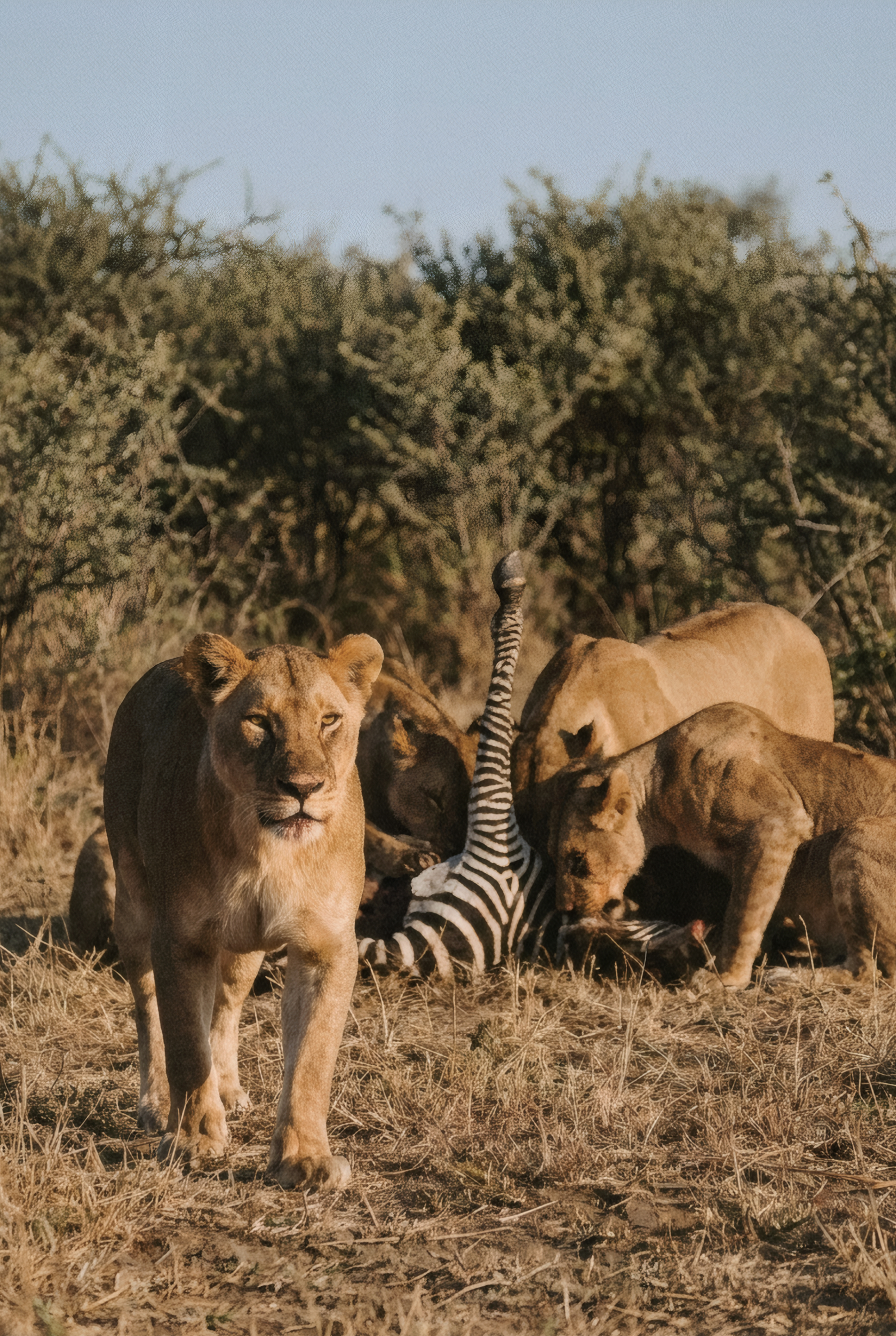 Maasai Mara