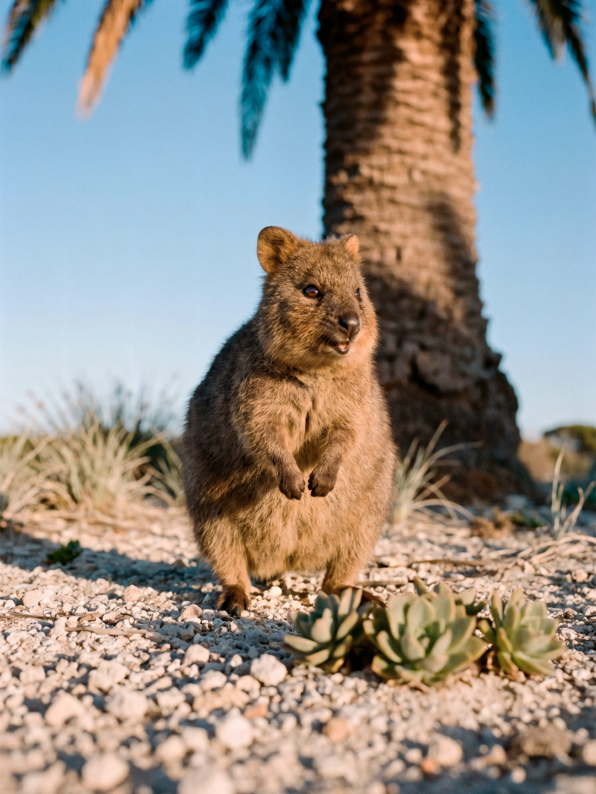 Tasman - 3