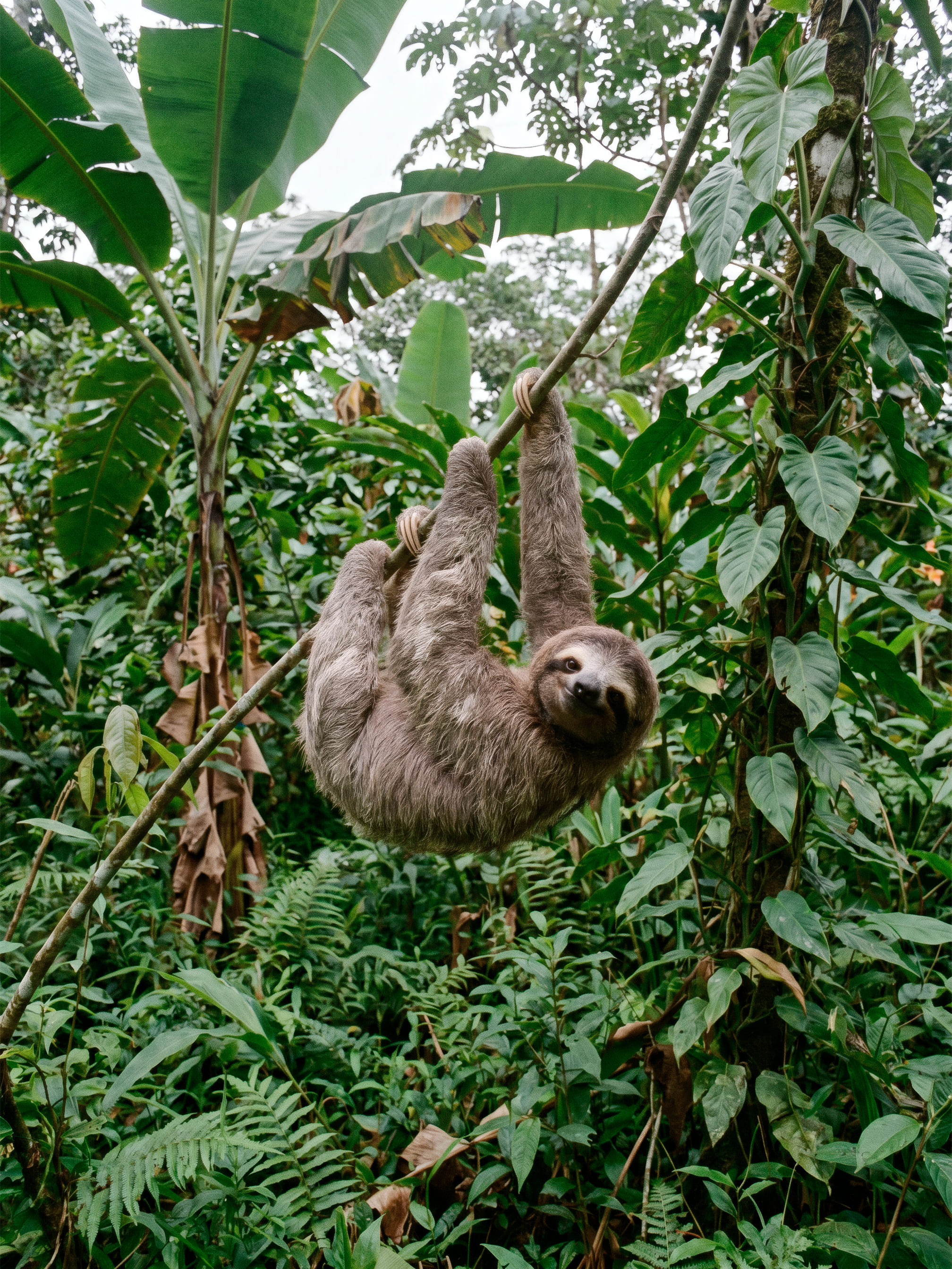 Arenal - 1