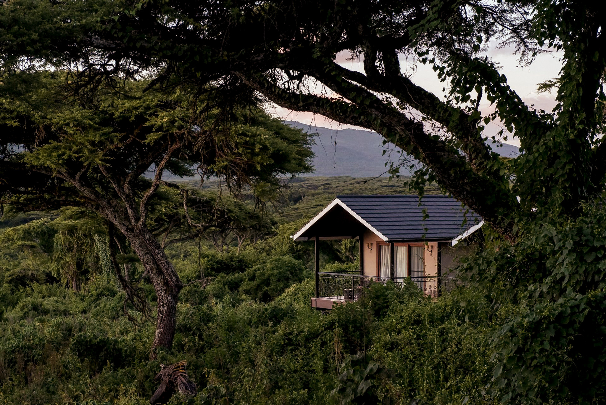 Ngorongoro Lions Paw by Karibu Camp